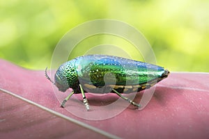 Jewel beetle or Metallic wood-boring beetle in Southeast Asia.