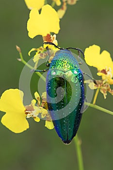 Jewel beetle or Metallic wood-boring beetle in Southeast Asia.