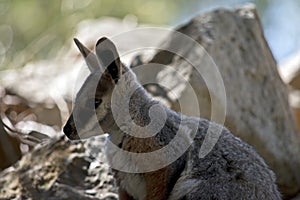 This is a close up of a  joey yellow footed rock wallaby