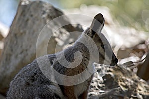 This is a close up of a  joey yellow footed rock wallaby