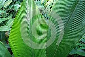 Close-up of Johannesteijsmannia altifrons,a species of flowering plant in palm family in a garden photo