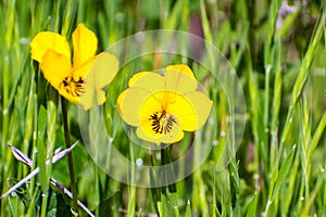 Close up of Johnny-Jump-Up wildflowers (Viola pedunculata) blooming in spring, Santa Clara county, south San Francisco bay area,