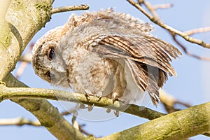 close-up 1 joung Tawny Owls