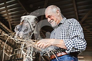 A close-up of a senior man feeding a horse hay in a stable.