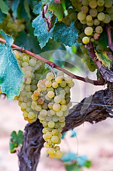 Close up of juicy grapes bunches in sunny garden outdoor