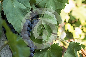 Close-up of juicy grapes ready for harvest in vineyard on sunny day