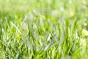 Close up of juicy green grass in sunny morning