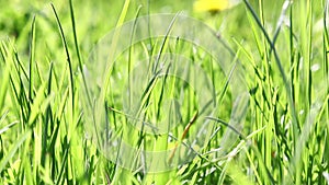 Close up of juicy green grass swaying in wind in sunny morning.