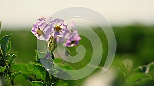 Close-up. juicy green, pink blossoming potato bush on a farm field, in summer sunny day. potato growing. Agriculture.