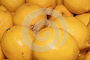 Close up of juicy organic lemons
