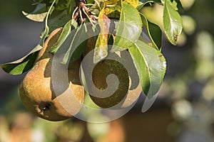 Close-up of a juicy pear