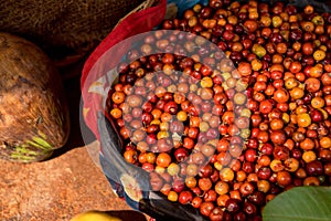 Close-up of jujube fruit