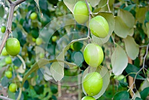 Close up of jujube fruits growing on the trees in garden