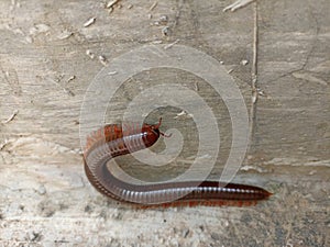 Close-up of a Julida worm crawling