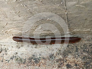 Close-up of a Julida worm crawling