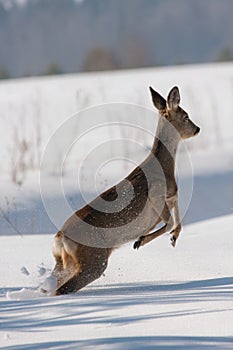 Close-up of jumping Roe deer