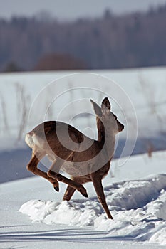 Close-up of jumping Roe deer