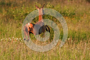 Close-up of jumping Roe deer (Capreolus capreolus)