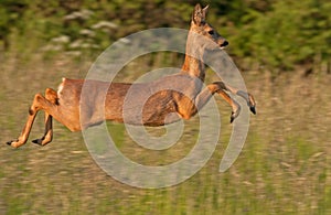 Close-up of jumping Roe deer (Capreolus capreolus)