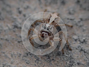 Close up of a jumping spider