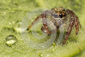 Close up of jumping spider colorful on nature green leaf plant background