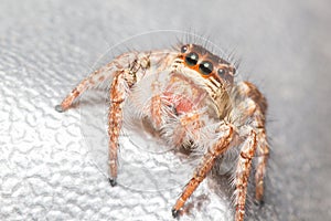 Close-up Jumping spider, insect nature animal.