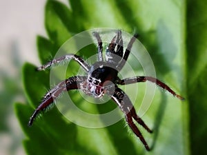 CLOSE-UP OF A JUMPING SPIDER PERCHED ON A GREEN LEAF