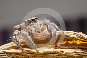 Close up of the jumping spiders on dry branches with black background.  Selective focus of the yellow spider on dry leaf in the