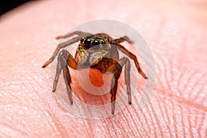 Close up jumping spiders on the hand