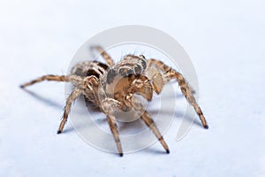 Close up jumping spiders on the wall