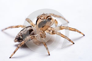 Close up jumping spiders on the wall