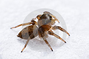 Close up jumping spiders on the wall