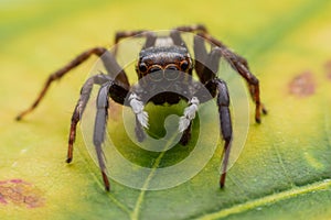 Close up jumping spiders on the wall