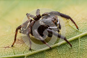 Close up jumping spiders on the wall