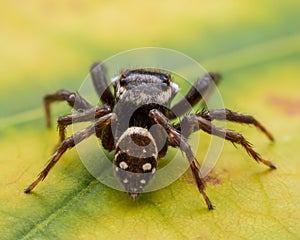 Close up jumping spiders on the wall