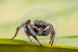 Close up jumping spiders on the wall