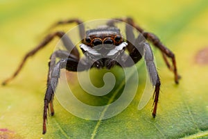 Close up jumping spiders on the wall