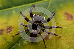 Close up jumping spiders on the wall