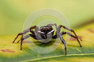 Close up jumping spiders on the wall