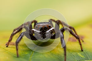 Close up jumping spiders on the wall
