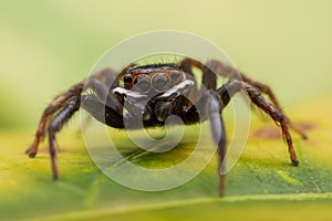 Close up jumping spiders on the wall