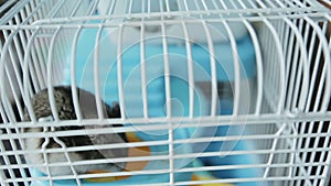 Close up. A jungar hamster in a cage.