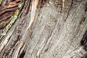 Close up of juniper bark with moss. Texture of bark