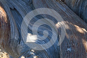 Close up of juniper bark with moss.