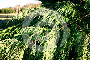 Close-up of junipers tree branch background