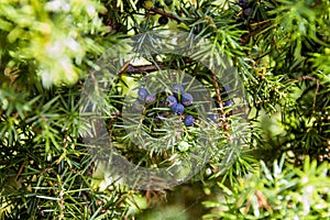 Close-up of Juniperus communis photo