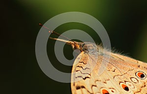 close-up of a junonia atlites or grey pansy butterfly with blurred background in summer season
