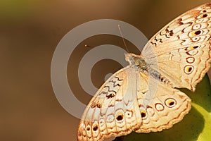 close-up of a junonia atlites or grey pansy butterfly with blurred background in summer season