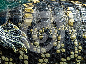 Close-up of Juvenile American Alligator Scales
