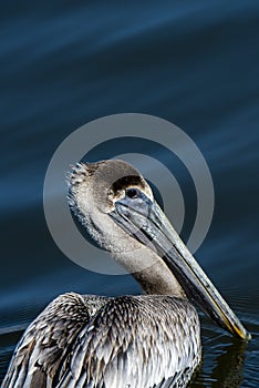 Close up of a juvenile Brown Pelican with copy space